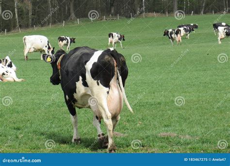 Dairy Cow, Rear View,with Full Udder on a Pasture in Schleswig-Holstein ...