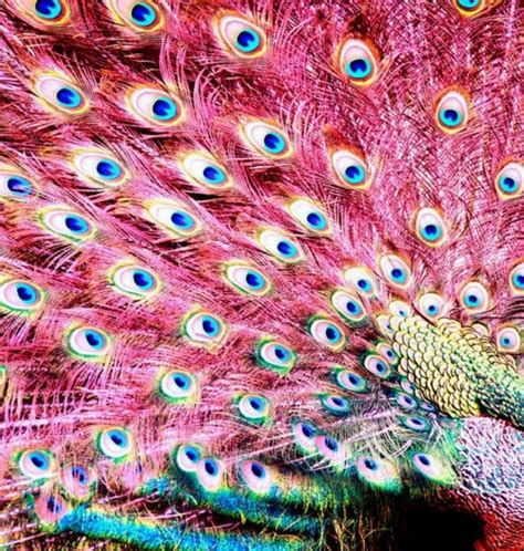 Pink peacock | Pink peacock, Beautiful birds, Peacock