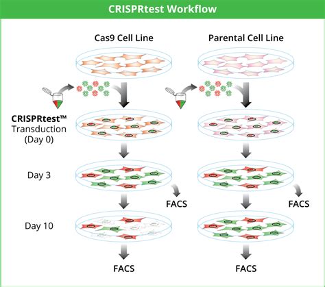 Protocol Overview - CRISPRtest™ Essential-Gene Cas9 Activity Assay Kit - v1