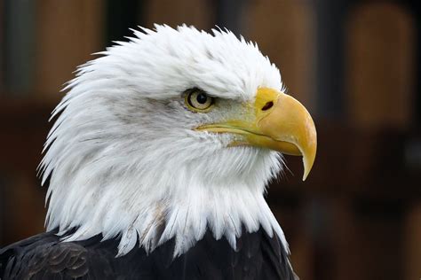 Closeup Photo of Bald Eagle · Free Stock Photo