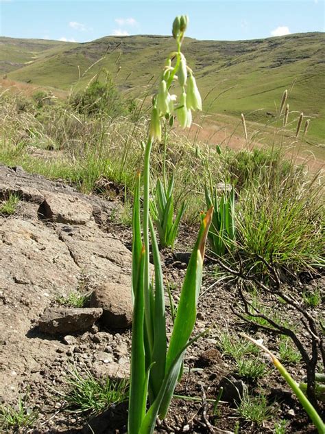 African Plants - A Photo Guide - Galtonia viridiflora I. Verd.