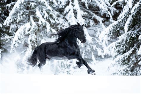 Black And White Friesian Horse