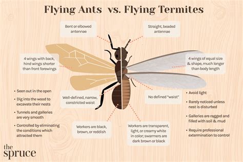 Do Flying Termites Really Eat Wood? A Look Into the Eating Habits of Termites