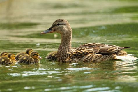 Female Mallard Duck with Ducklings on Lake Stock Photo - Image of ...