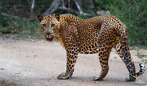 Leopard in Sri Lanka - Safari Acacia