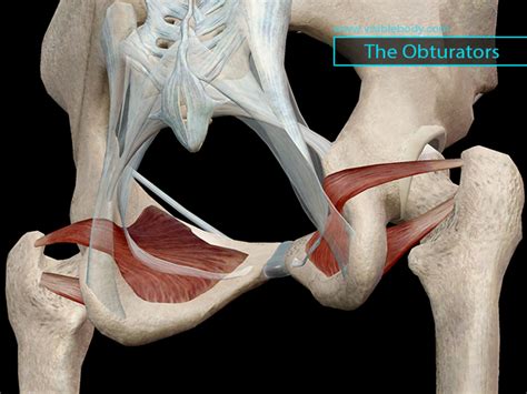 Learn Muscle Anatomy: Lateral Rotators