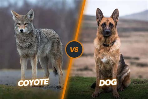 Coyote Vs Dog Differences: Are Coyotes Dogs?