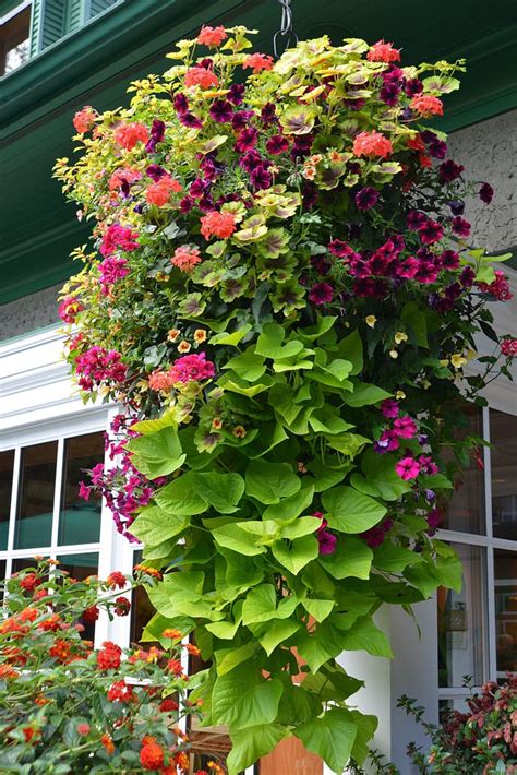 How to Plant Beautiful Flower Hanging Baskets ( & 20+ Best Hanging ...