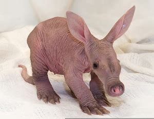 Cute Baby Aardvark | Free Images at Clker.com - vector clip art online ...