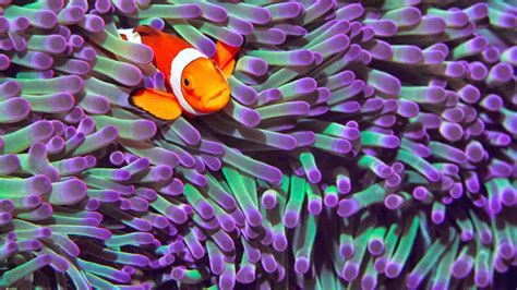 Download Vibrant Clownfish Amidst Purple Sea Anemone in a Stunning ...