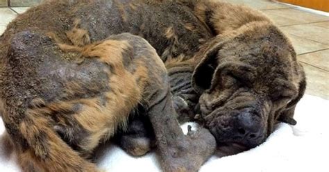 Another dog fighting ring bust with heartwarming results