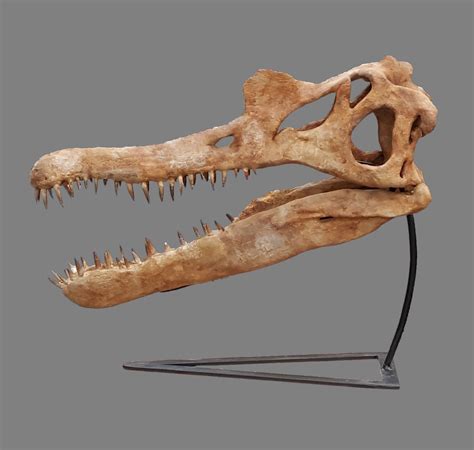 Spinosaurus Skull - Is It Real? How to Recognize Fossil Fabrications - The Fossil Forum