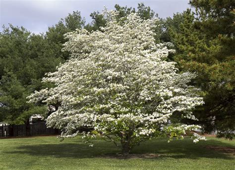 The 15 Best Trees for Any Backyard | Backyard trees, Landscaping trees ...