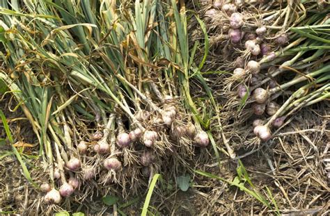 How to Harvest and Store Garlic -- Harvest to Table