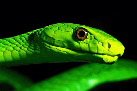 Study provides a new understanding of snake venom - TrendRadars