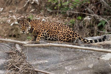 Peru Wildlife and Biodiversity | WorkingAbroad