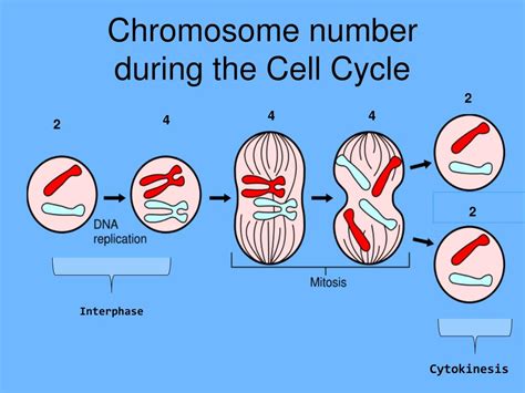 Mitosis Plant Cell Chromosomes - mitosis | biology | Britannica.com ...