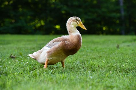 Saxony Duck - The Livestock Conservancy