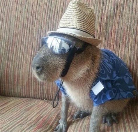 capybara in a hat - Create meme / Meme Generator - Meme-arsenal.com