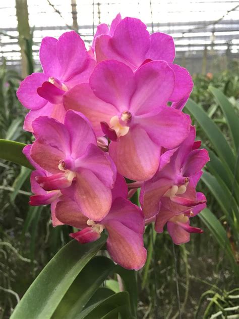 Pin de Cynthia Tennant em Orchids | Orquídeas vanda, Orquídeas, Orquidea