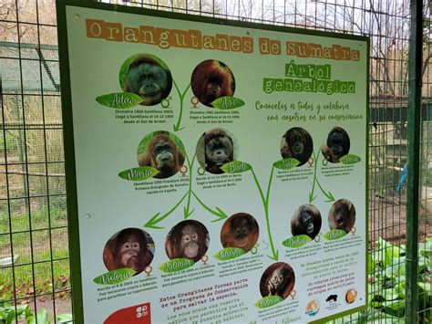 Sumatran orangutan family tree -Zoo de Santillana del Mar (2023) - ZooChat