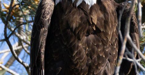 Close up of Bald Eagle · Free Stock Photo