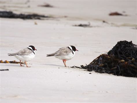 Hooded Plover - eBird