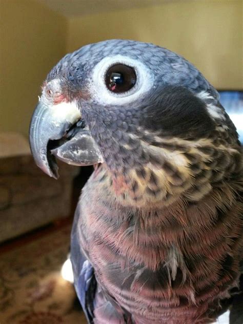 Gris - A Beautiful Dusky Pionus Parrot