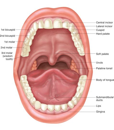 Anatomy of structures of the oral cavity. - Biology Forums Gallery