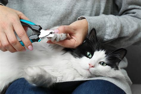 The not so stupid question: should you cut your cat's claws? - MRILA.COM