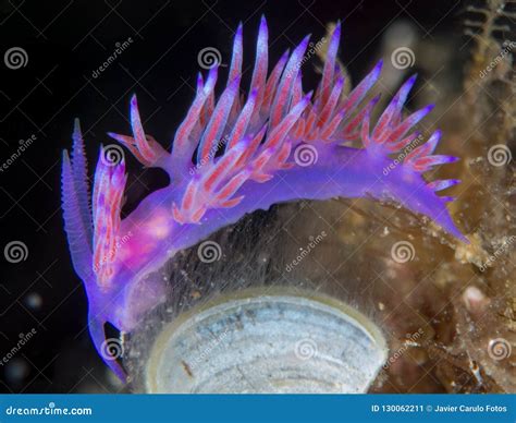 Nudibranchs in Their Habitat Stock Image - Image of food, blacksmith ...