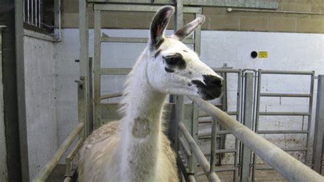 Coronavirus: why we're using llamas to help fight the pandemic