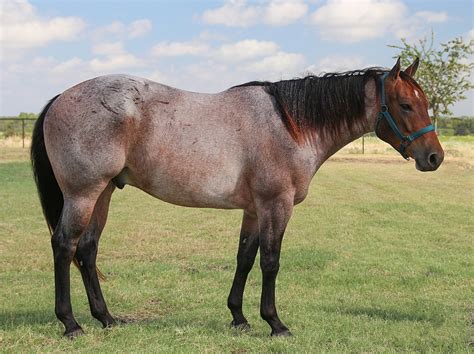 12 Most Common Horse Colors: Patterns, Markings, & Pictures