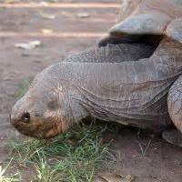 giant tortoise | Rapid City attraction | Reptile Gardens