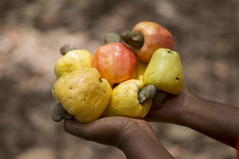 It’s About Time For Ghana To Cash-In On Cashew