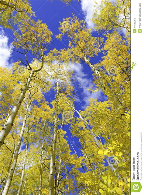 Fall Colors in the Rocky Mountains, USA Stock Photo - Image of idaho, 14ers: 44652252