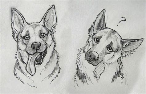 German Shepard | Animal drawings, Dog drawing, Dog sketch