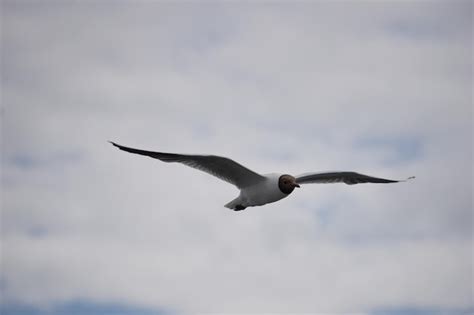 Premium Photo | Flying black and white seagull