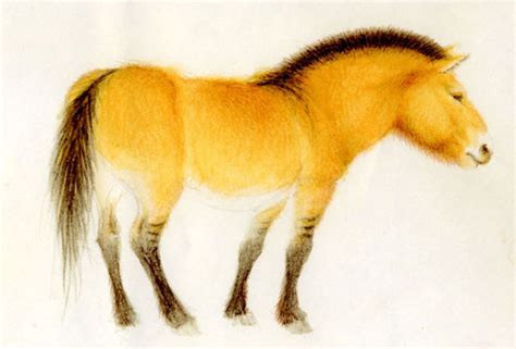 Tracing the Earliest Domesticated Horses