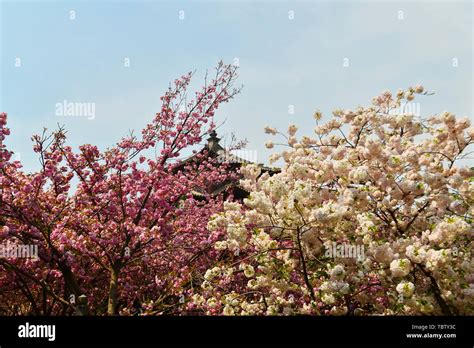 Japanese cherry blossoms Kyushu cherry blossoms Stock Photo - Alamy