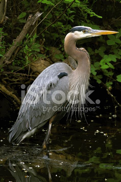 Great Blue Heron With Breeding Plumage Stock Photo | Royalty-Free ...