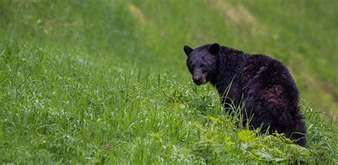 The 13 Most Striking Black Animals (With Pictures)