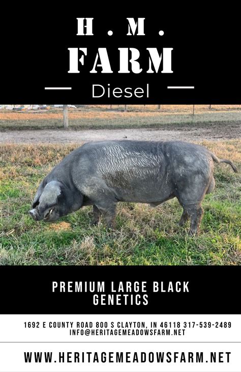 Large Black Pig Hog — Heritage Meadows Farm LLC