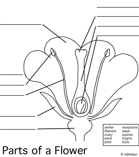 Flower Diagram Unlabeled