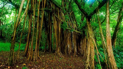 Banyan Tree (U.S. National Park Service)