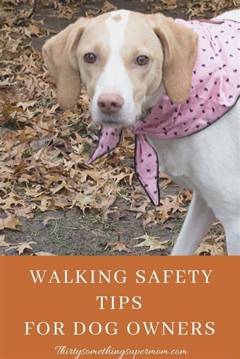 Dog Walking Safety Tips Walking Safety, Dog Walking, Pet Dogs, Dog Cat, Pets, Craft Giveaway ...