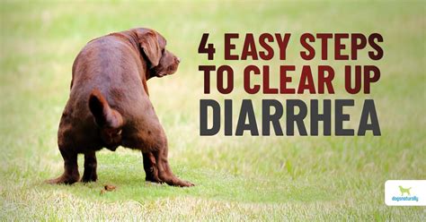 How To Get Rid Of Dogs Diarrhea - Goalrevolution0