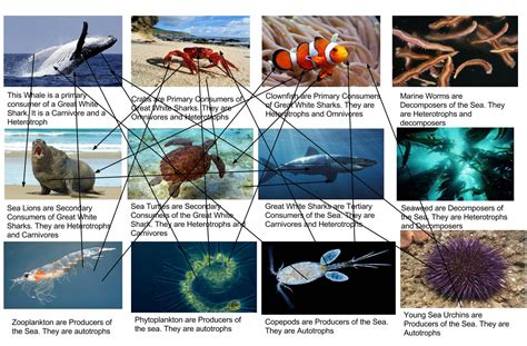 Ocean Decomposers