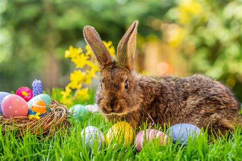 So, Where Does The Easter Bunny Live? - Wide Open Pets