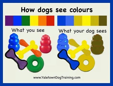 How dogs see colors - keep this in mind if you are doing target training, retrieve training, or ...